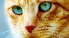 Zašto ne mogu gledati mačku u očima: prekrasna legenda i naučno objašnjenje